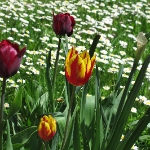 Der Frühling ist da - Mai 2012