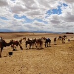 Yamaha Tenere700 Marokko - 05