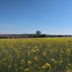 Wanderung zum Landungssteg Fellbach - 03