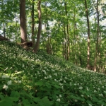 Wanderung zum Landungssteg Fellbach - 13