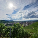 Leuchtender Weinberg Beutelsbach 2023 - 02