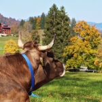 Herbst am Freibergsee - 03