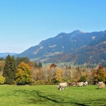 Herbst am Freibergsee - 04