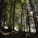 Herbst am Freibergsee - 06