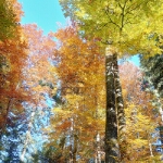 Herbst am Freibergsee - 17