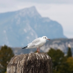 Gardaseeurlaub 2009 37